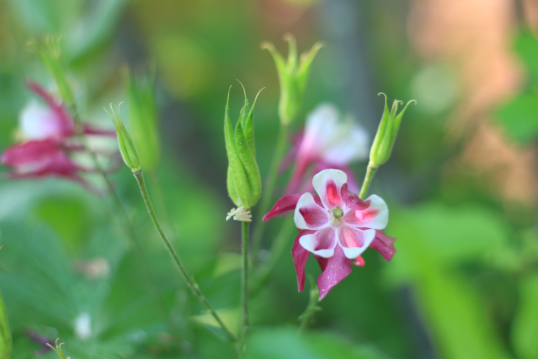 Canon EOS M + Canon EF 50mm F1.8 STM sample photo. Untitled photography