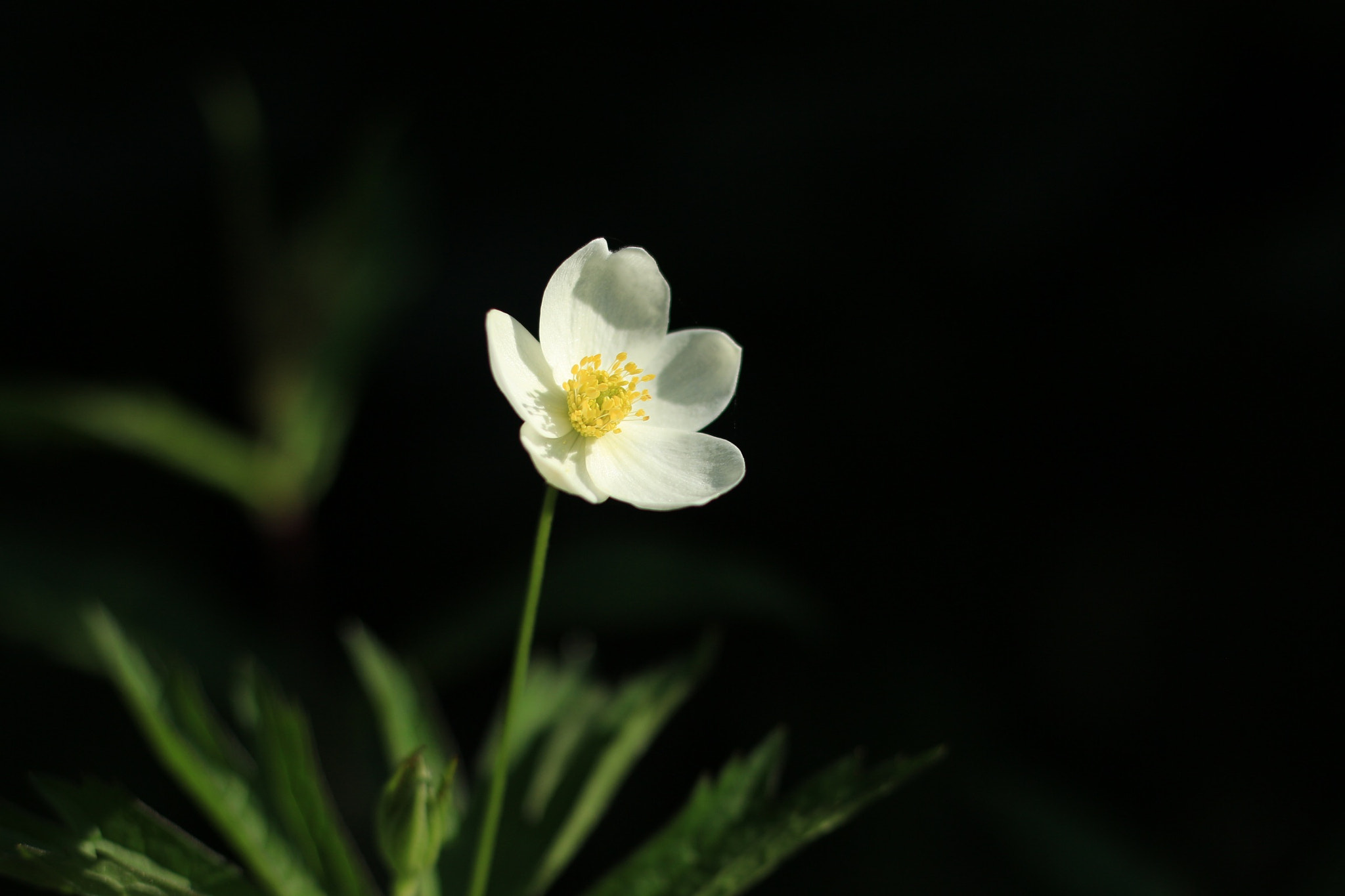 Canon EOS M + Canon EF 50mm F1.8 STM sample photo. Untitled photography