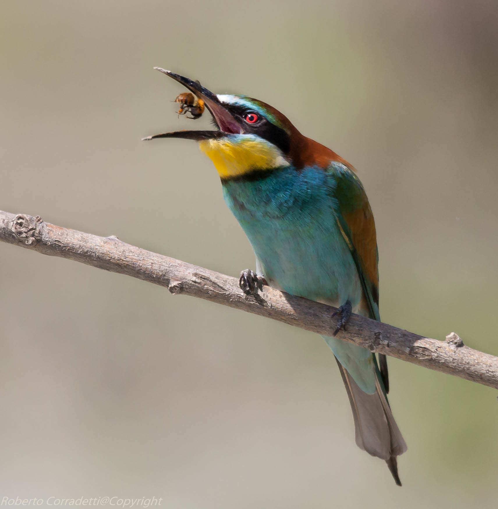 Sigma 150-500mm F5-6.3 DG OS HSM sample photo. La cattura photography