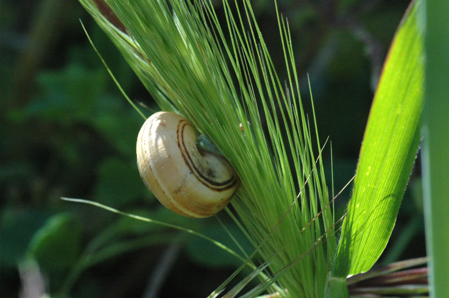 Nikon D70s + Sigma Macro 90mm F2.8 sample photo. A photography