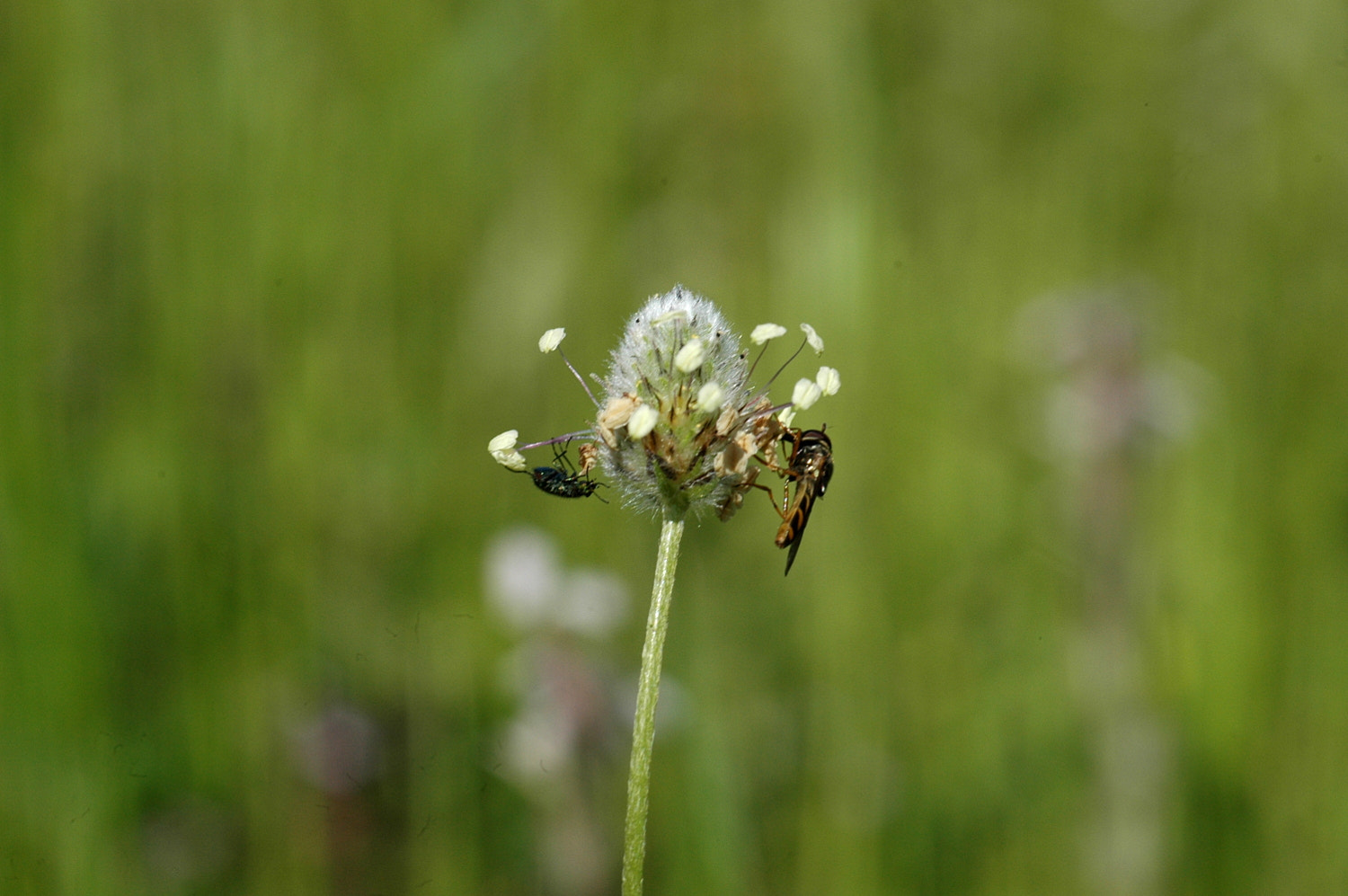 Nikon D70s + Sigma Macro 90mm F2.8 sample photo. A photography