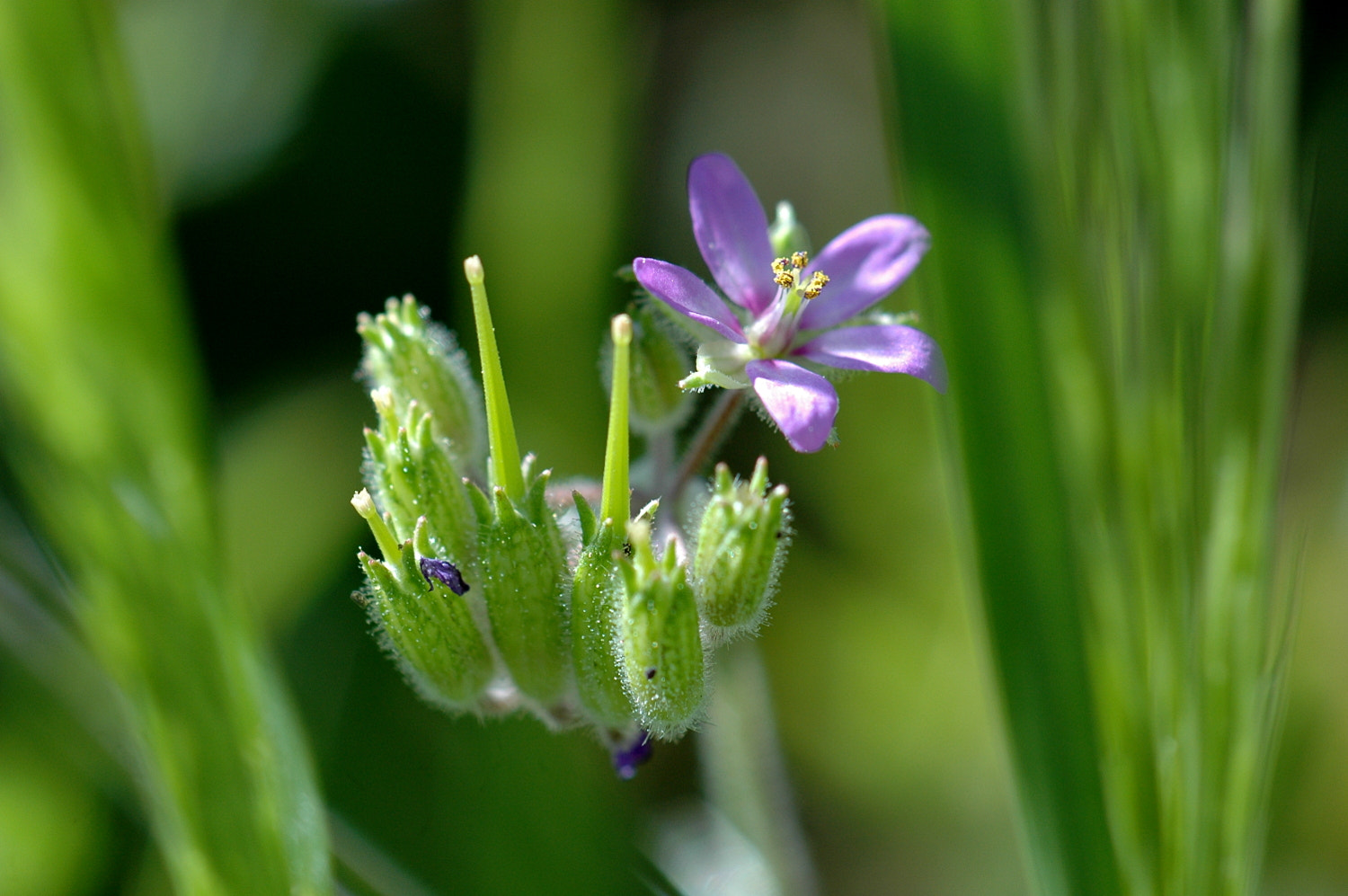 Nikon D70s + Sigma Macro 90mm F2.8 sample photo. A photography