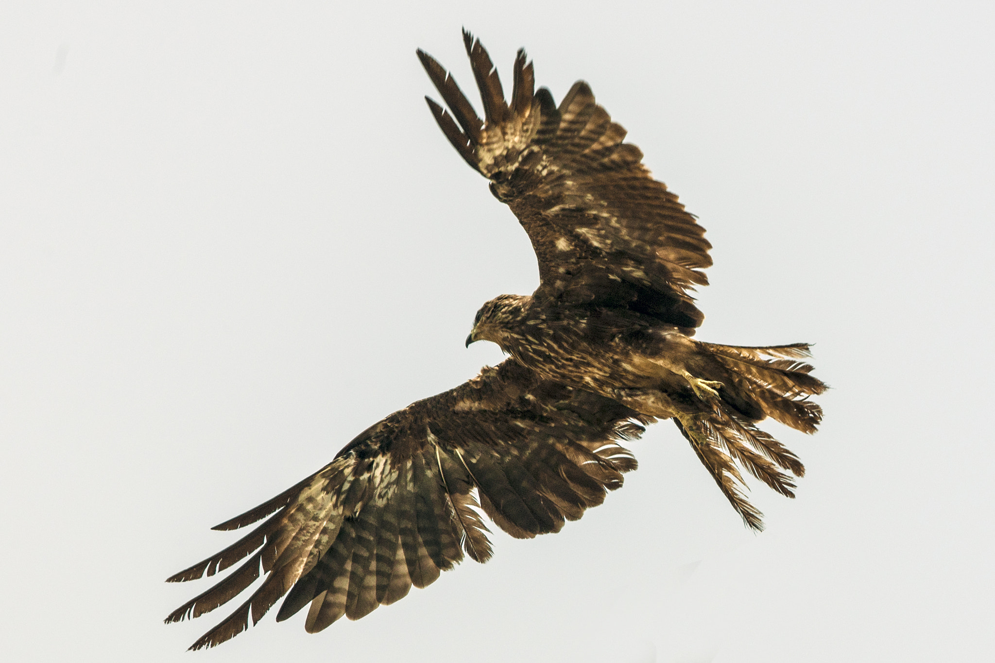 Canon EF 400mm F2.8L IS USM sample photo. Seth8173.jpg photography