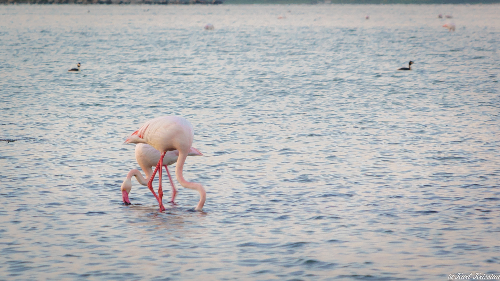 24-240mm F3.5-6.3 OSS sample photo. Flamingos eating photography