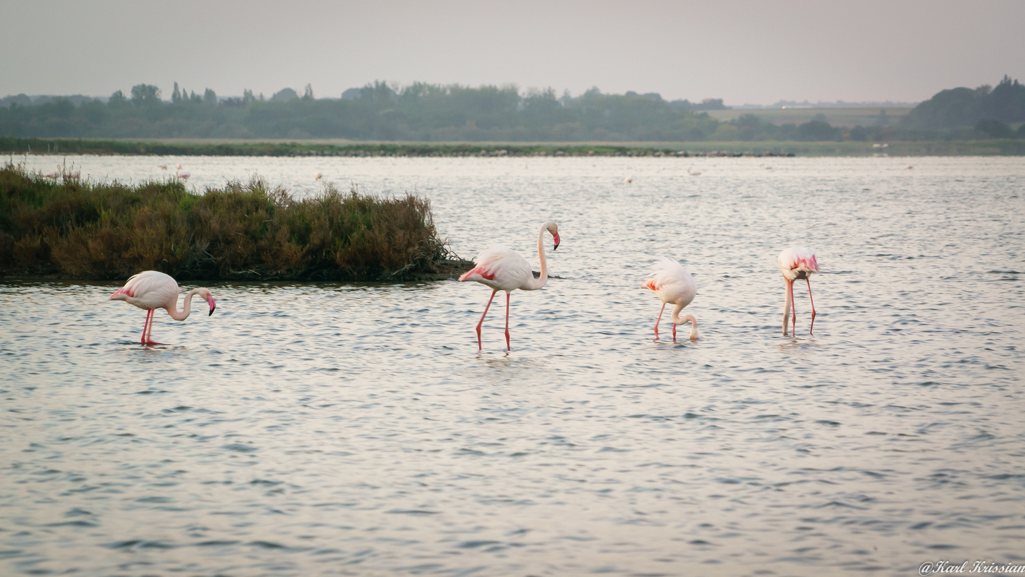 24-240mm F3.5-6.3 OSS sample photo. Flamingos by sunset photography