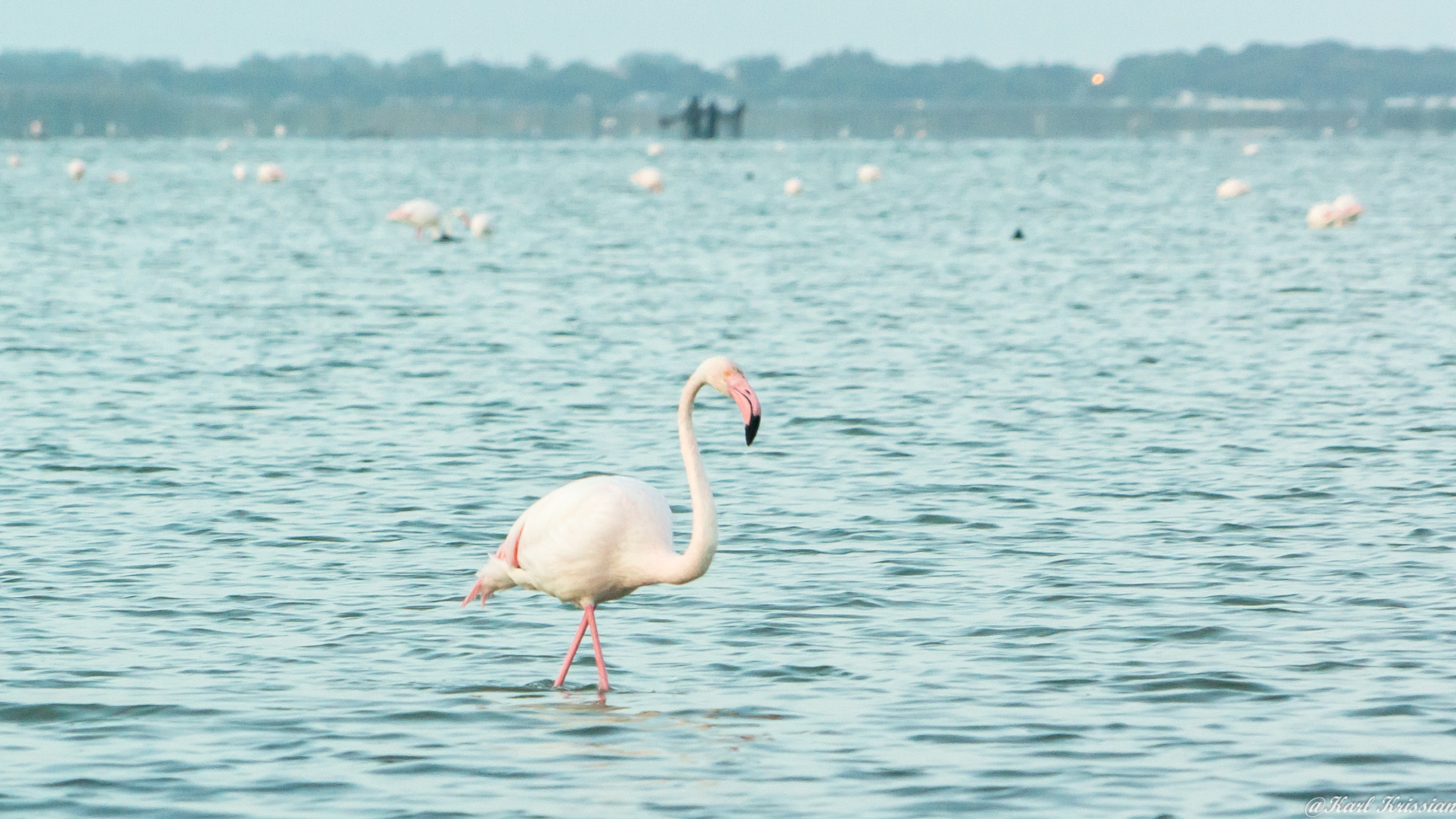 24-240mm F3.5-6.3 OSS sample photo. Flamingo walk photography