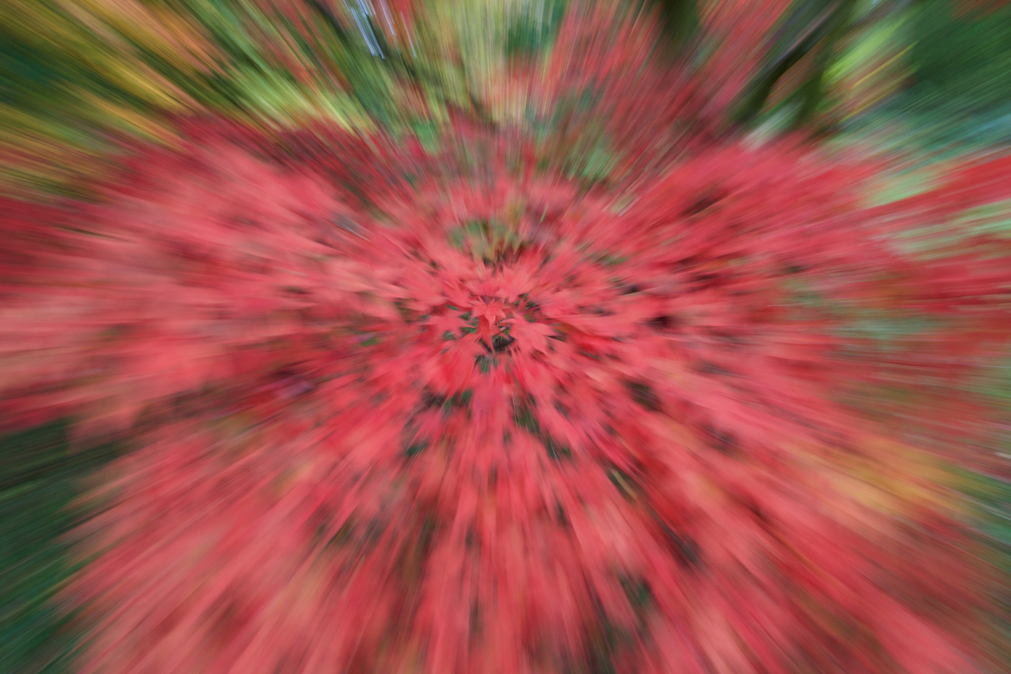 Canon EF-S 10-18mm F4.5–5.6 IS STM sample photo. Leaf burst photography