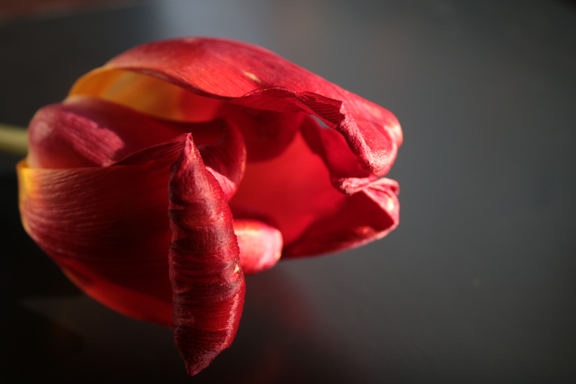 Canon EOS 760D (EOS Rebel T6s / EOS 8000D) sample photo. Tulip photography