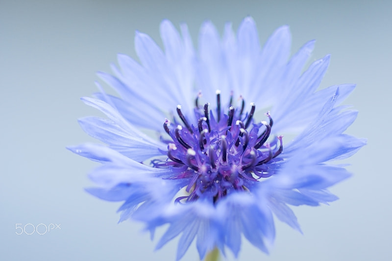 Sony ILCA-77M2 + Sony 100mm F2.8 Macro sample photo. Blue photography