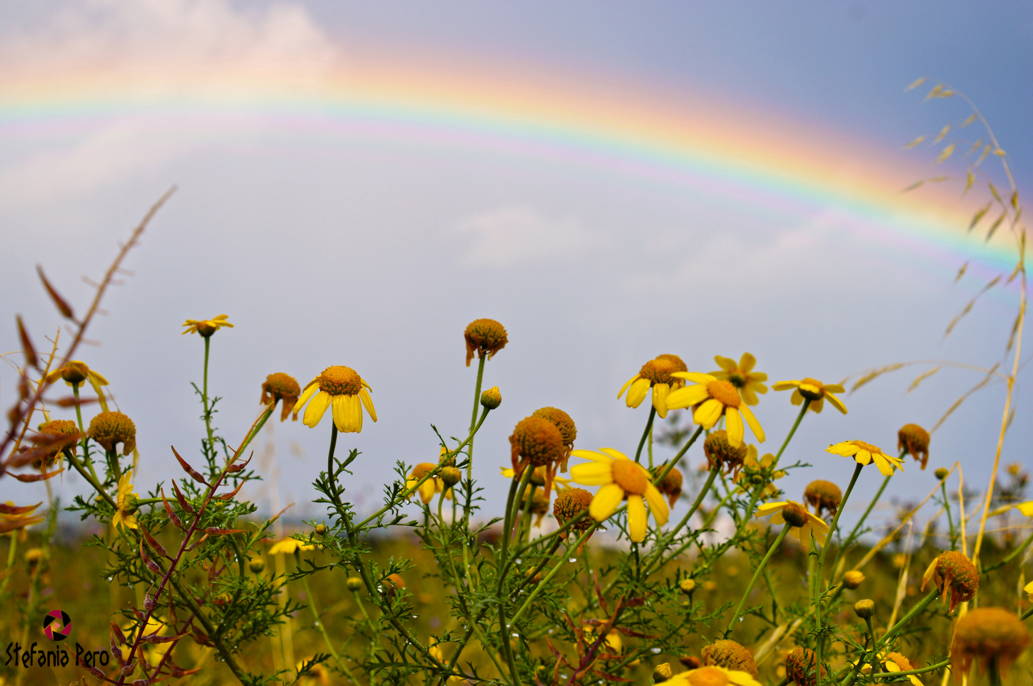 Nikon D3200 + AF-S Nikkor 300mm f/2.8D IF-ED II sample photo. Flower and rainbow :) photography