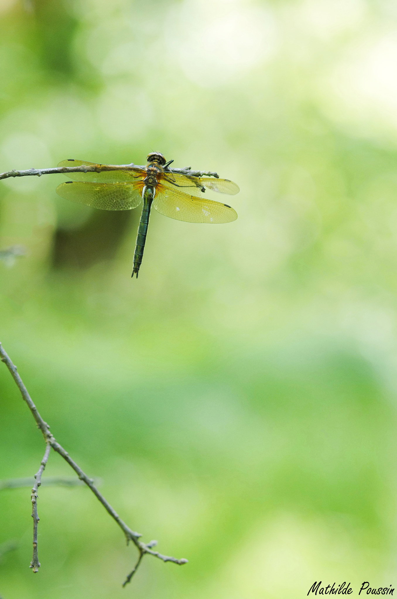 Pentax K-5 II sample photo. Cordulia aenea photography