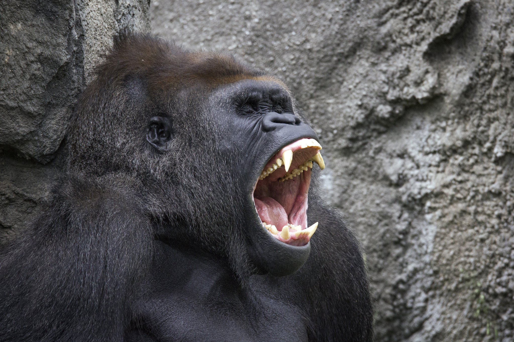 150-600mm F5-6.3 DG OS HSM | Sports 014 sample photo. Gorilla yawn photography