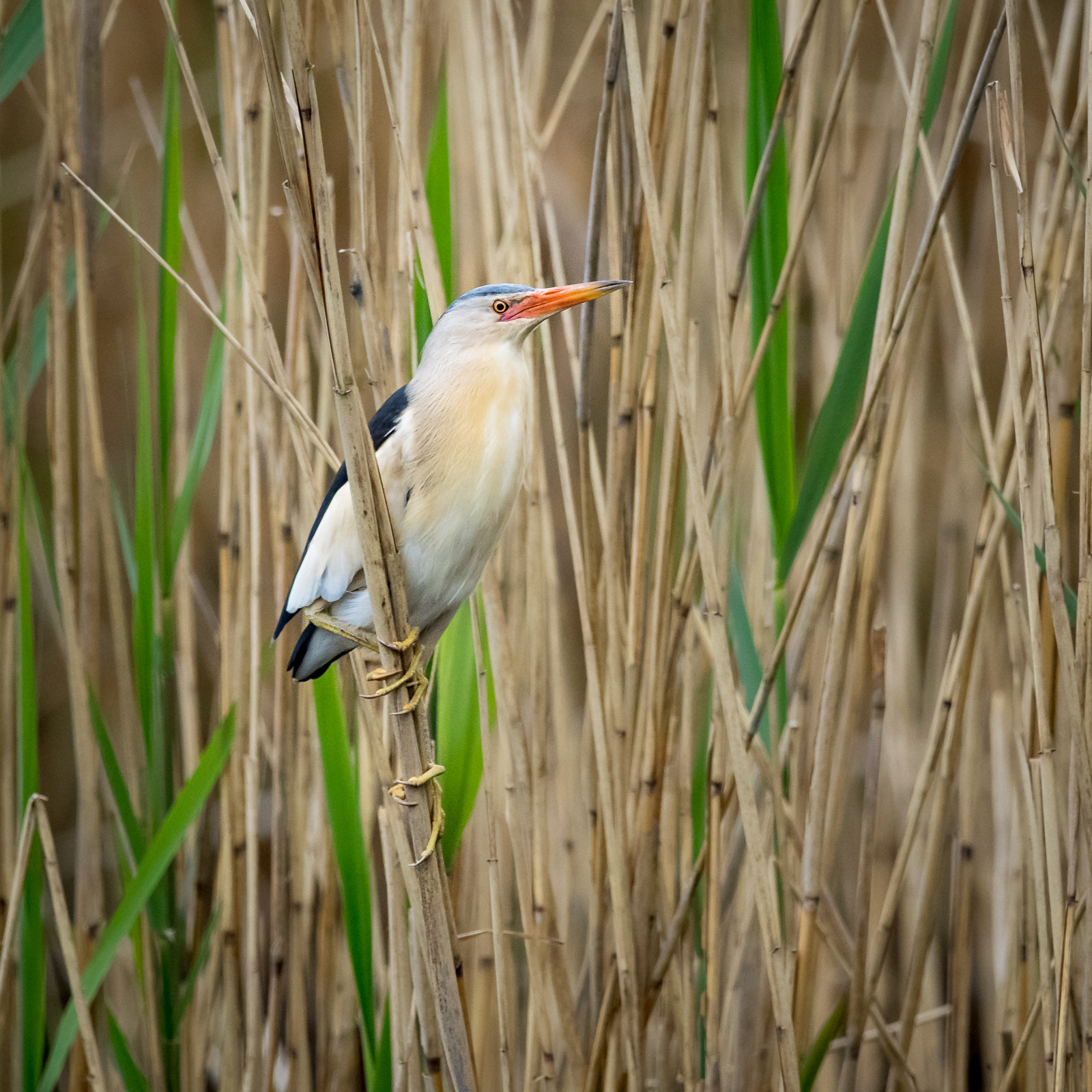 Olympus OM-D E-M1 + M.300mm F4.0 + MC-14 sample photo. Little bittern (male) photography