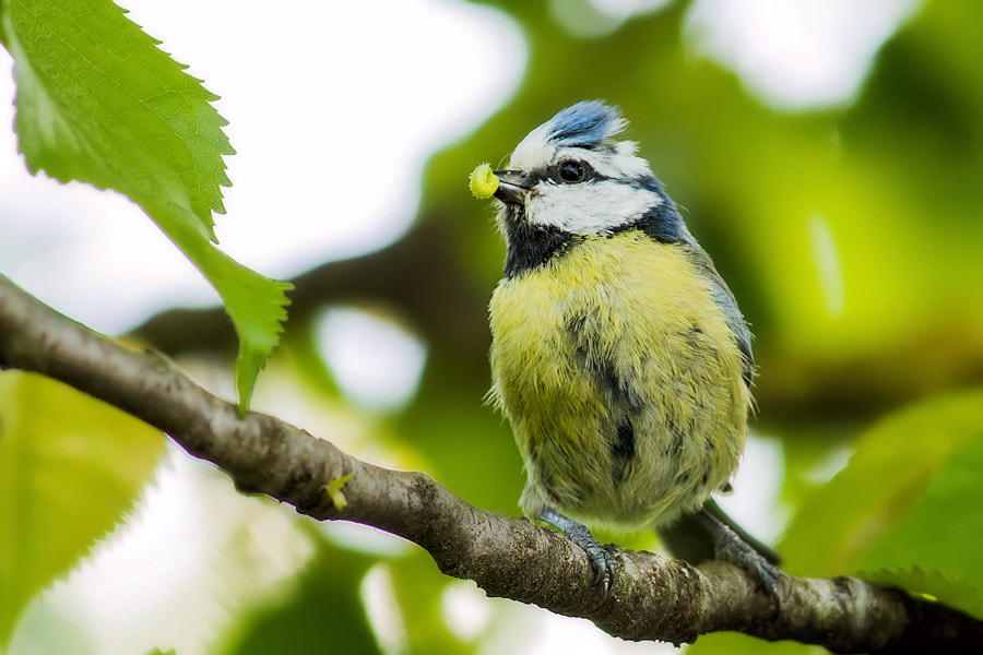 Canon EF 300mm F4L IS USM sample photo. Blaumeise photography