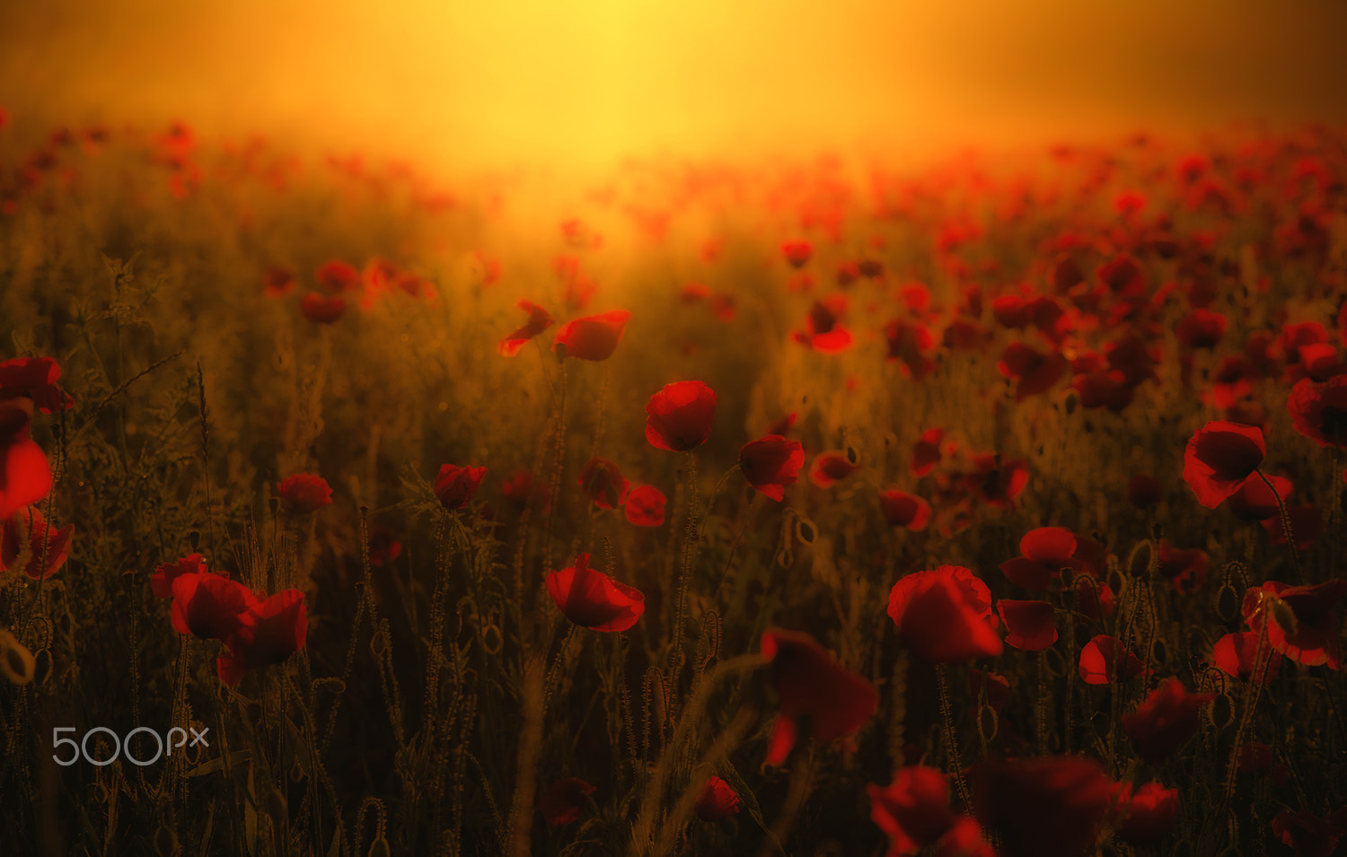 Sony Alpha DSLR-A900 sample photo. Poppies in the morning photography