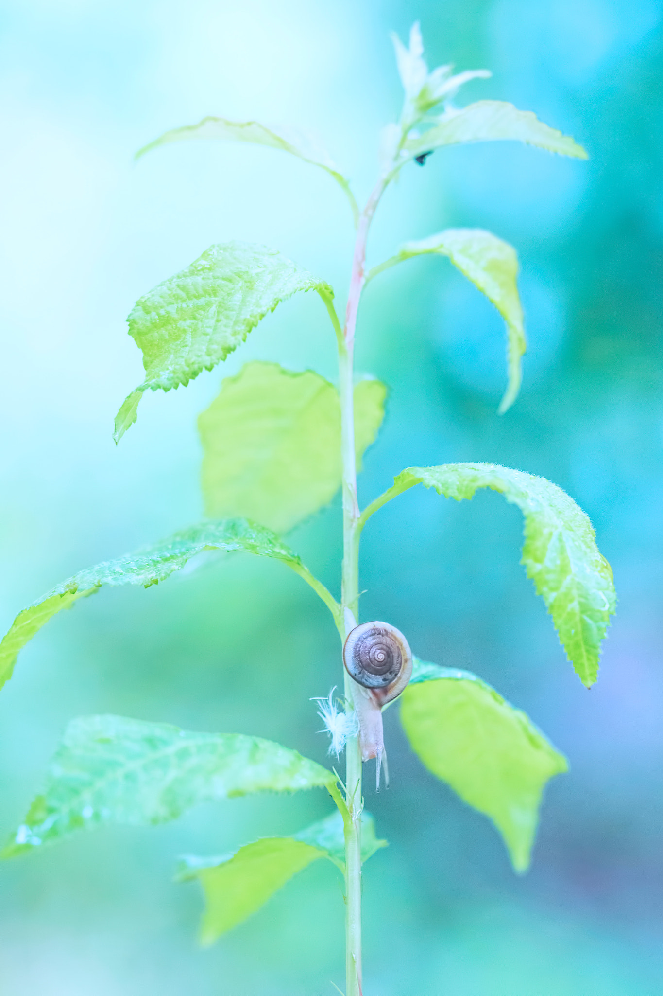 Sigma 150mm f/2.8 EX DG OS HSM APO Macro sample photo. Snail photography