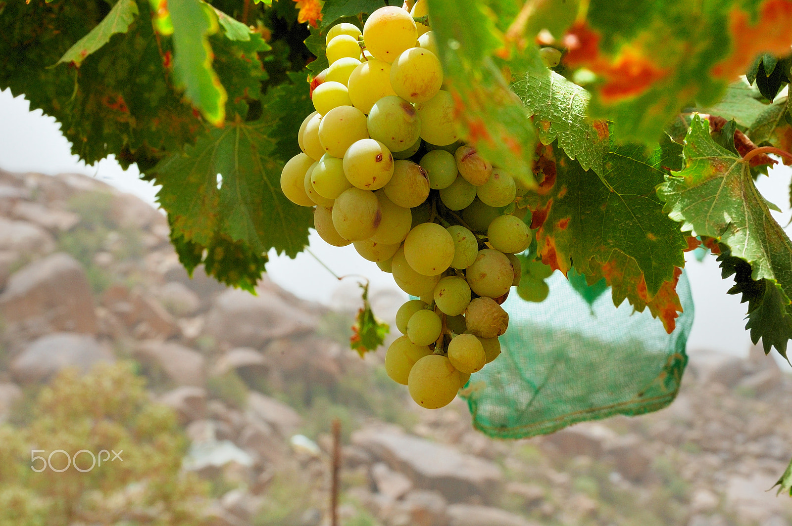 Nikon D70 sample photo. عنب photography