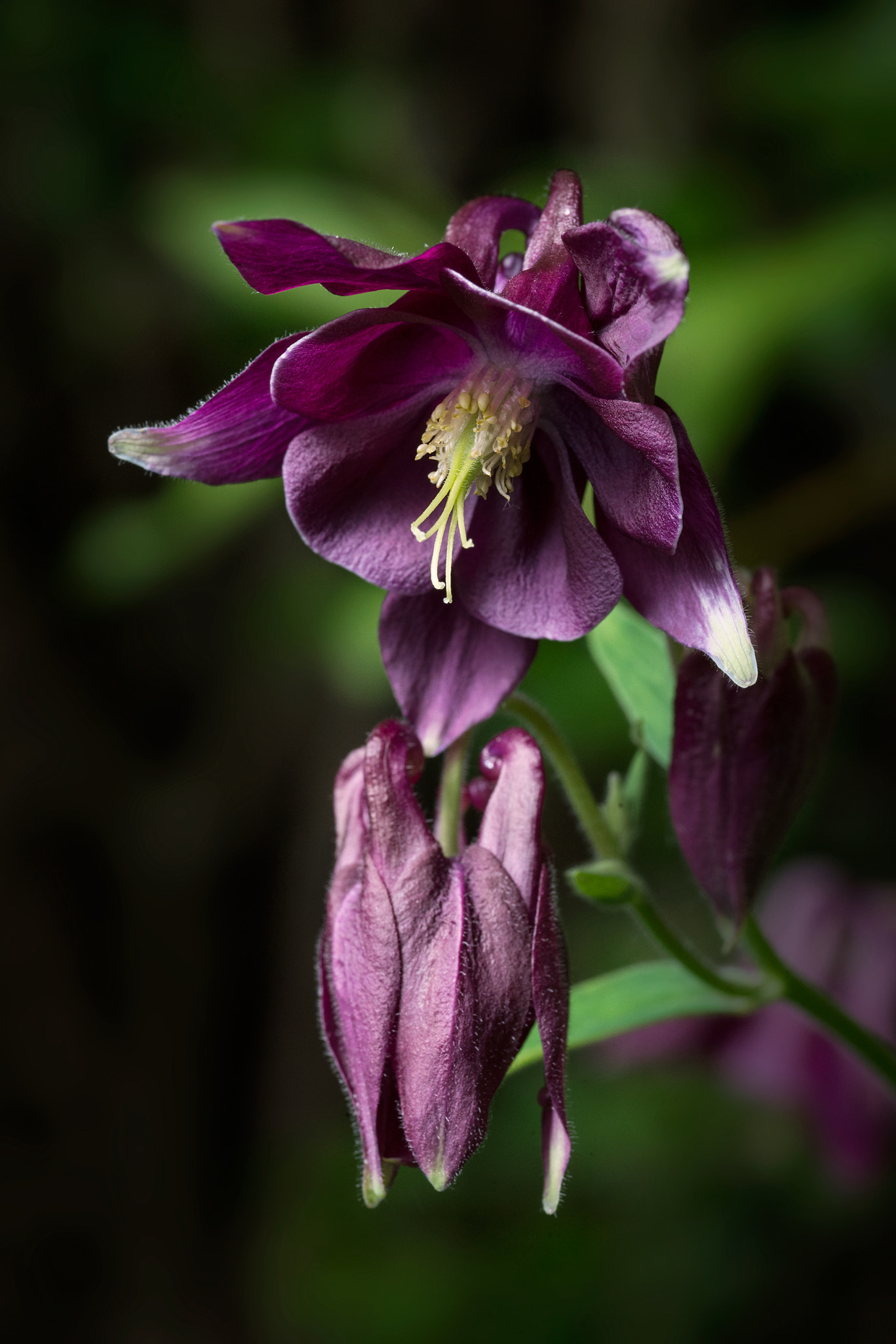 ZEISS Makro-Planar T* 100mm F2 sample photo
