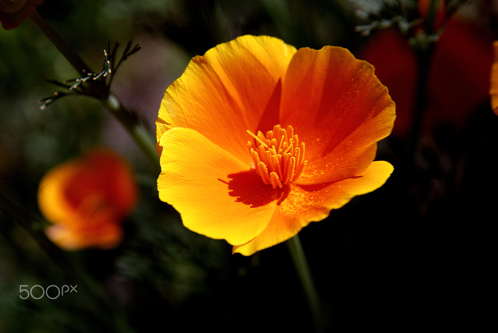 AF Zoom-Nikkor 28-105mm f/3.5-4.5D IF sample photo. Eschscholzia californica photography