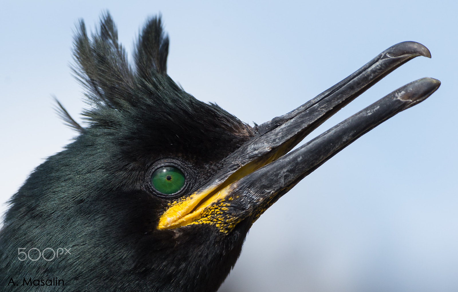 Nikon D600 sample photo. Shag portrait photography