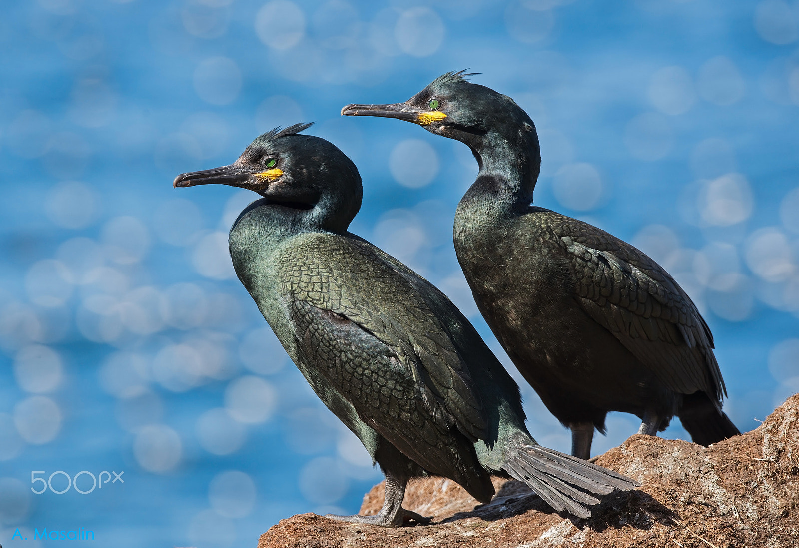 Nikon D600 sample photo. European shags photography