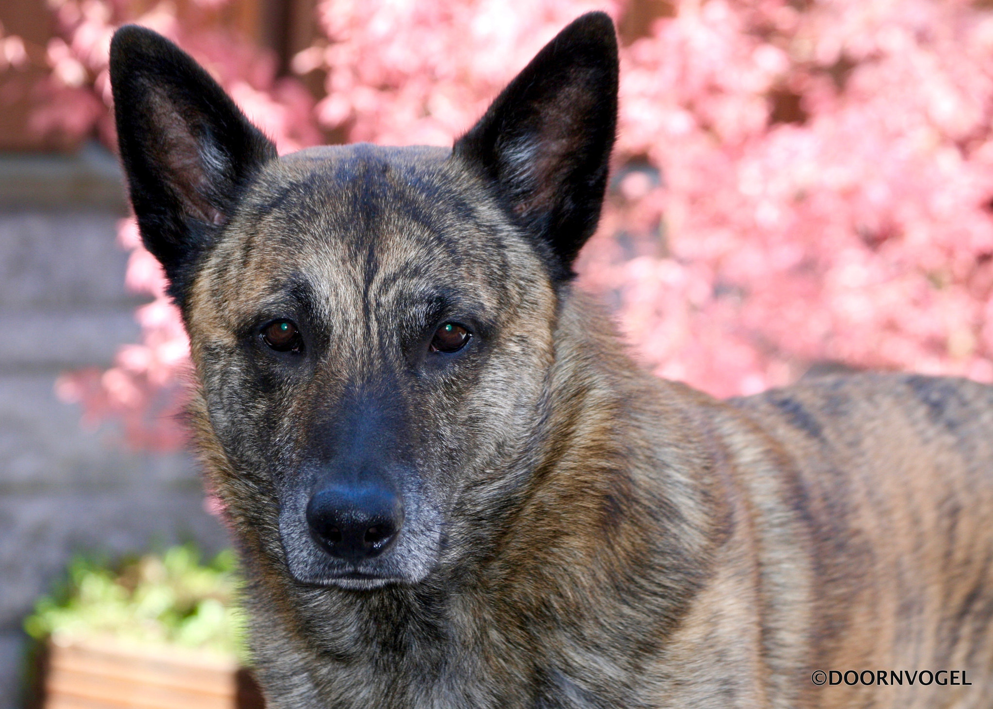 Canon EF 70-300mm F4-5.6 IS USM sample photo. Wiebe photography