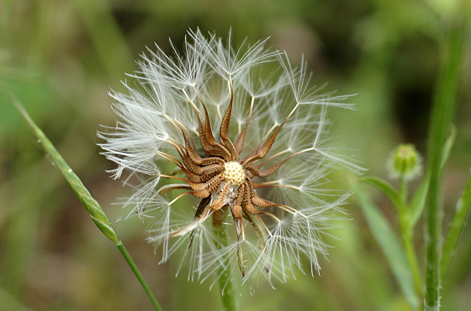 Nikon D70s + Sigma Macro 90mm F2.8 sample photo. A photography