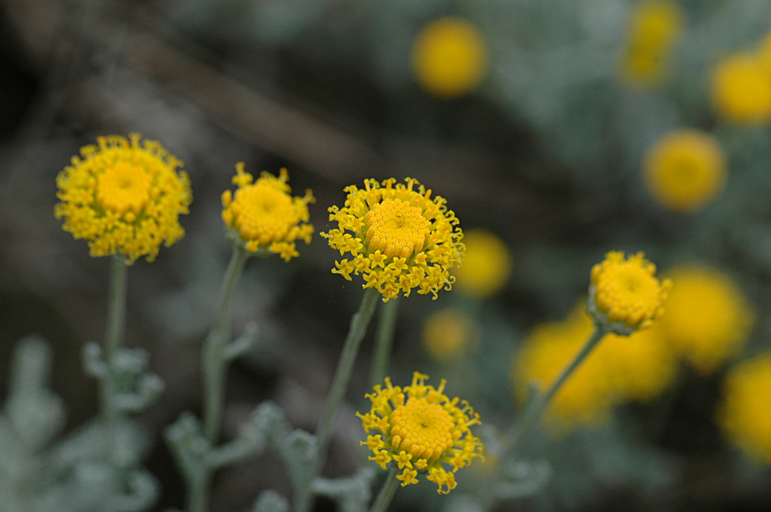 Nikon D70s + Sigma Macro 90mm F2.8 sample photo. A photography