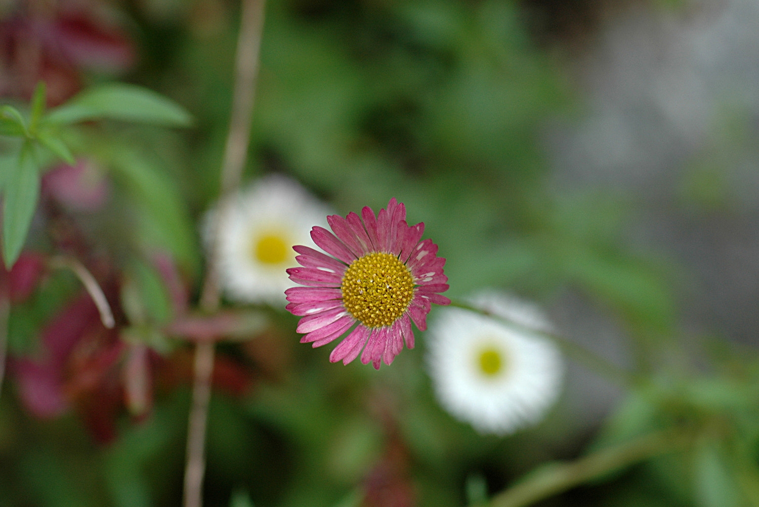 Nikon D70s + Sigma Macro 90mm F2.8 sample photo. A photography