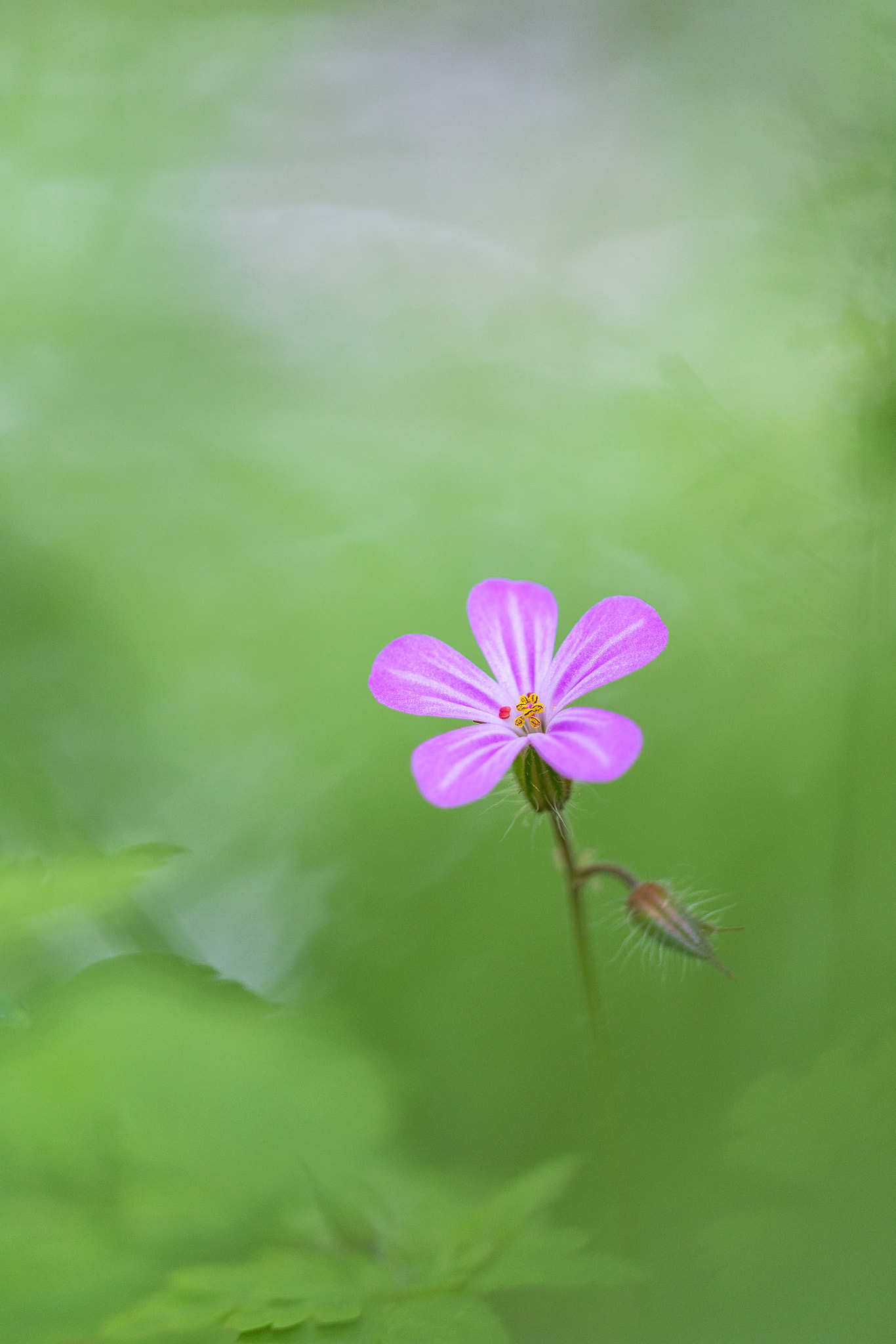 Sigma 150mm F2.8 EX DG Macro HSM sample photo. Green hell photography