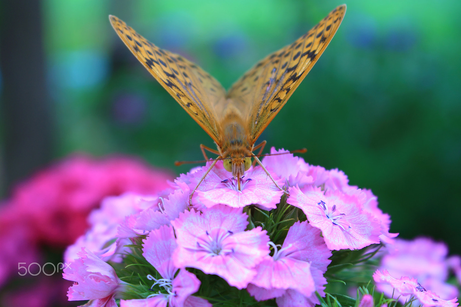 Canon EOS 1100D (EOS Rebel T3 / EOS Kiss X50) sample photo. Wings of destiny photography