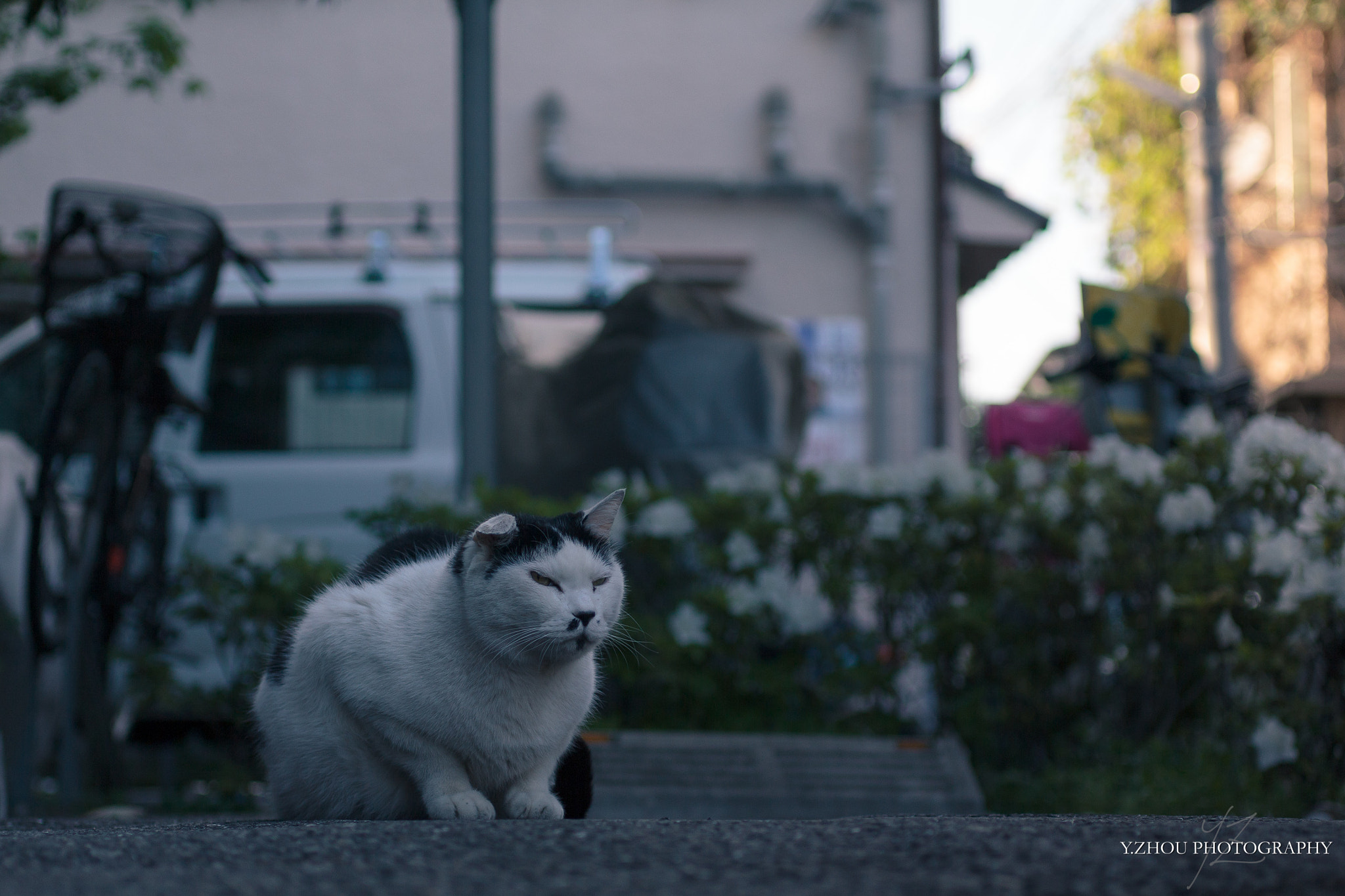 Canon EOS 60D + Sigma 50mm f/2.8 EX sample photo. Cat photography