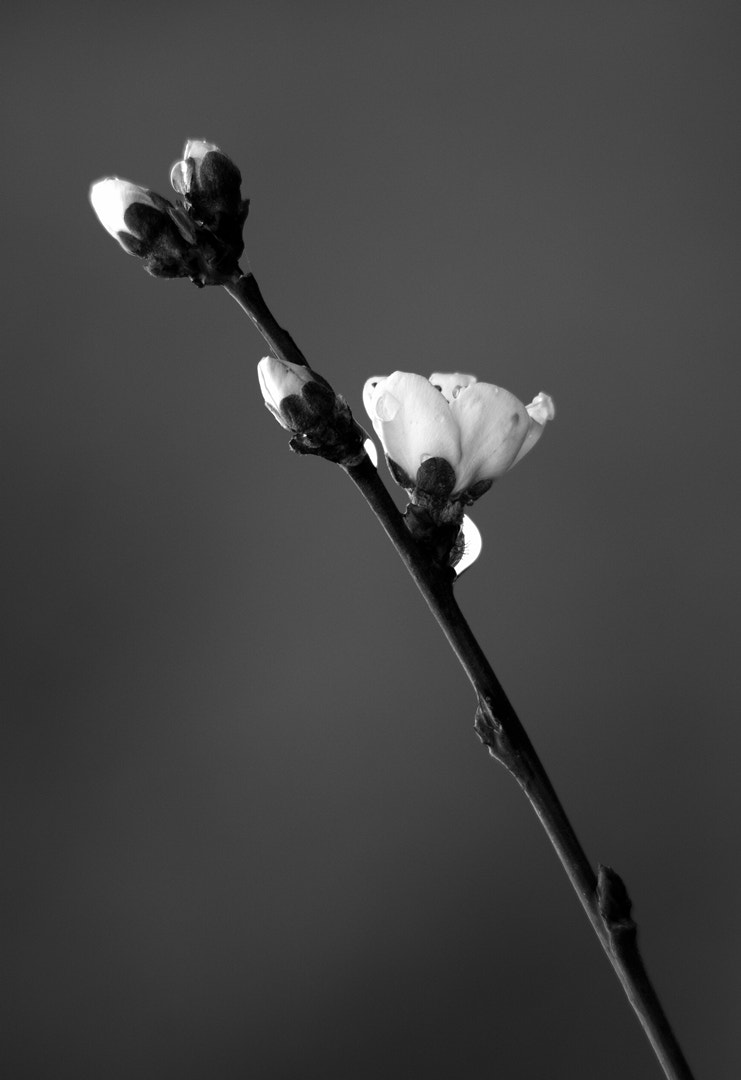 Sigma 150-500mm F5-6.3 DG OS HSM sample photo. Primavera photography