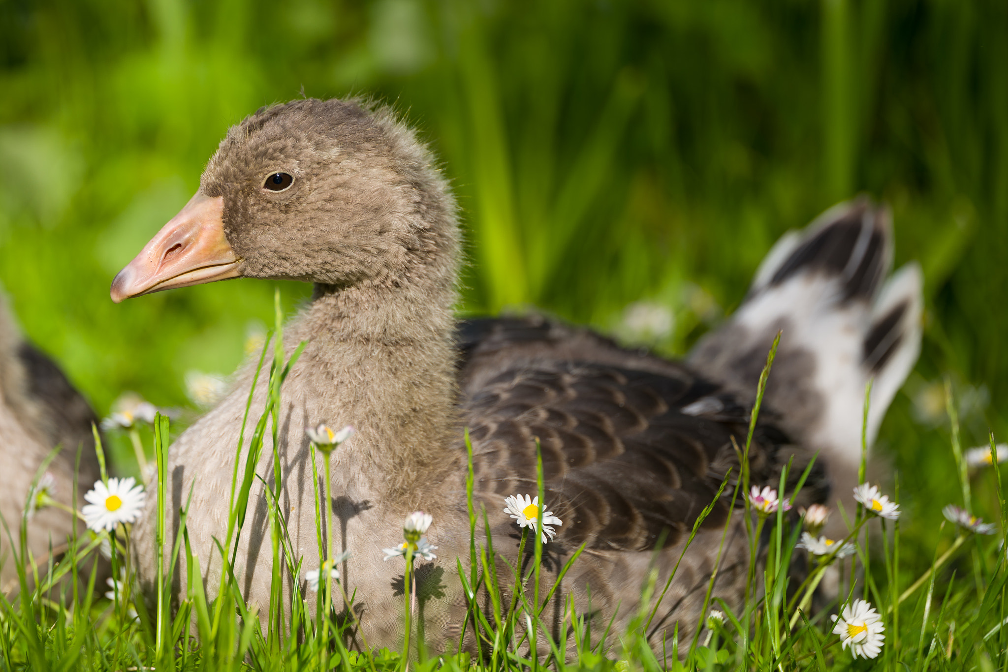 Leica APO-Vario-Elmarit-SL 90-280mm F2.8–4 sample photo. Greylag photography