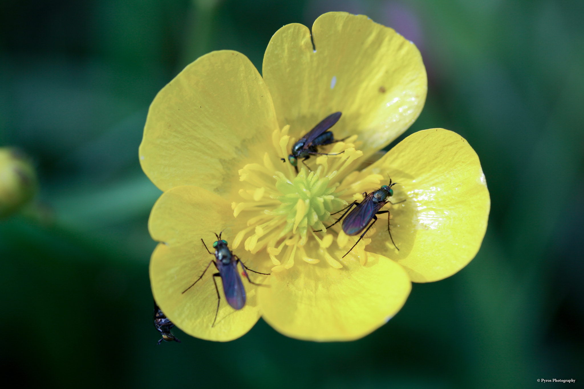 Canon EF-S 60mm F2.8 Macro USM sample photo. Ronde sur bouton d'or photography