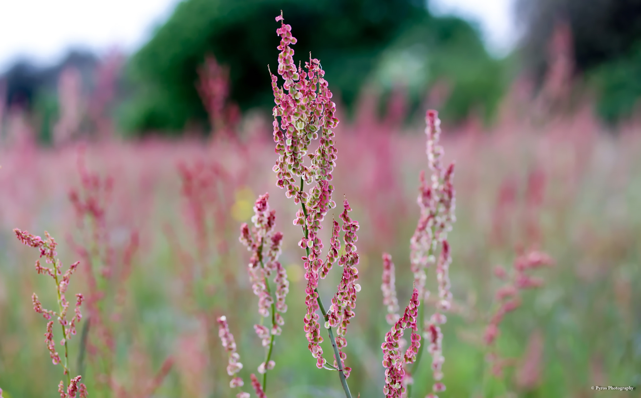 Canon EF-S 60mm F2.8 Macro USM sample photo. Flore photography