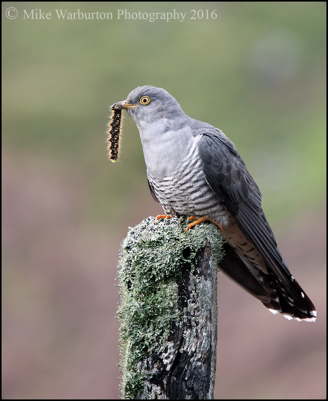 Canon EOS 70D + Sigma 50-500mm f/4-6.3 APO HSM EX sample photo. Cuckoo with caterpillar photography