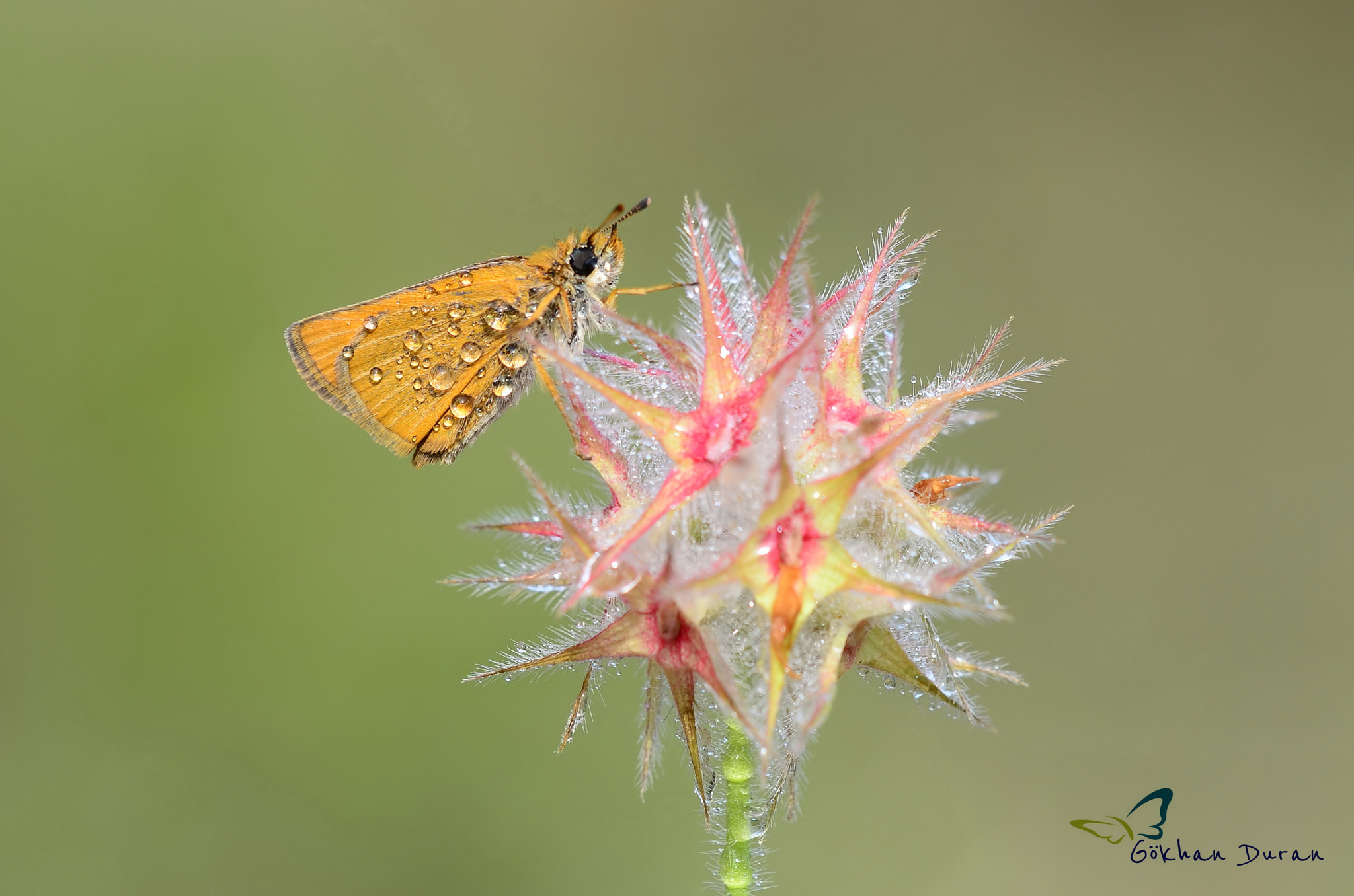 Sigma 150mm F2.8 EX DG Macro HSM sample photo. Thymelicus sylvestris photography