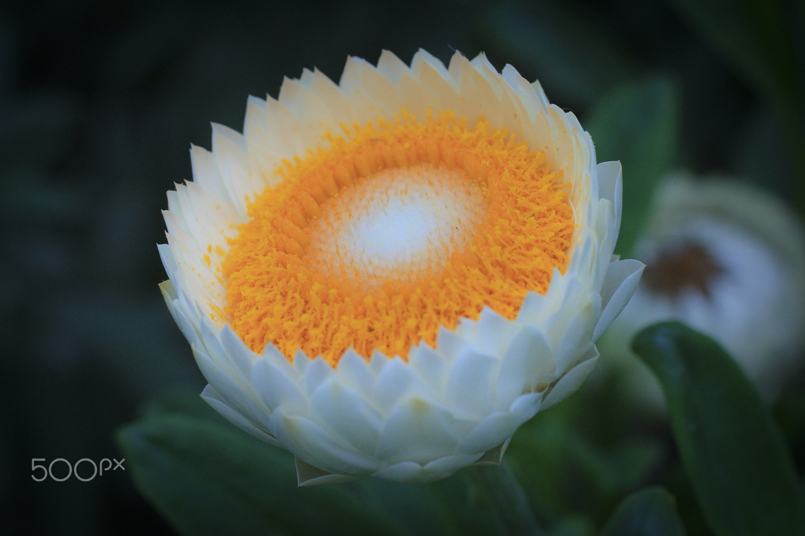 Canon EOS-1D Mark IV sample photo. Brighten photography