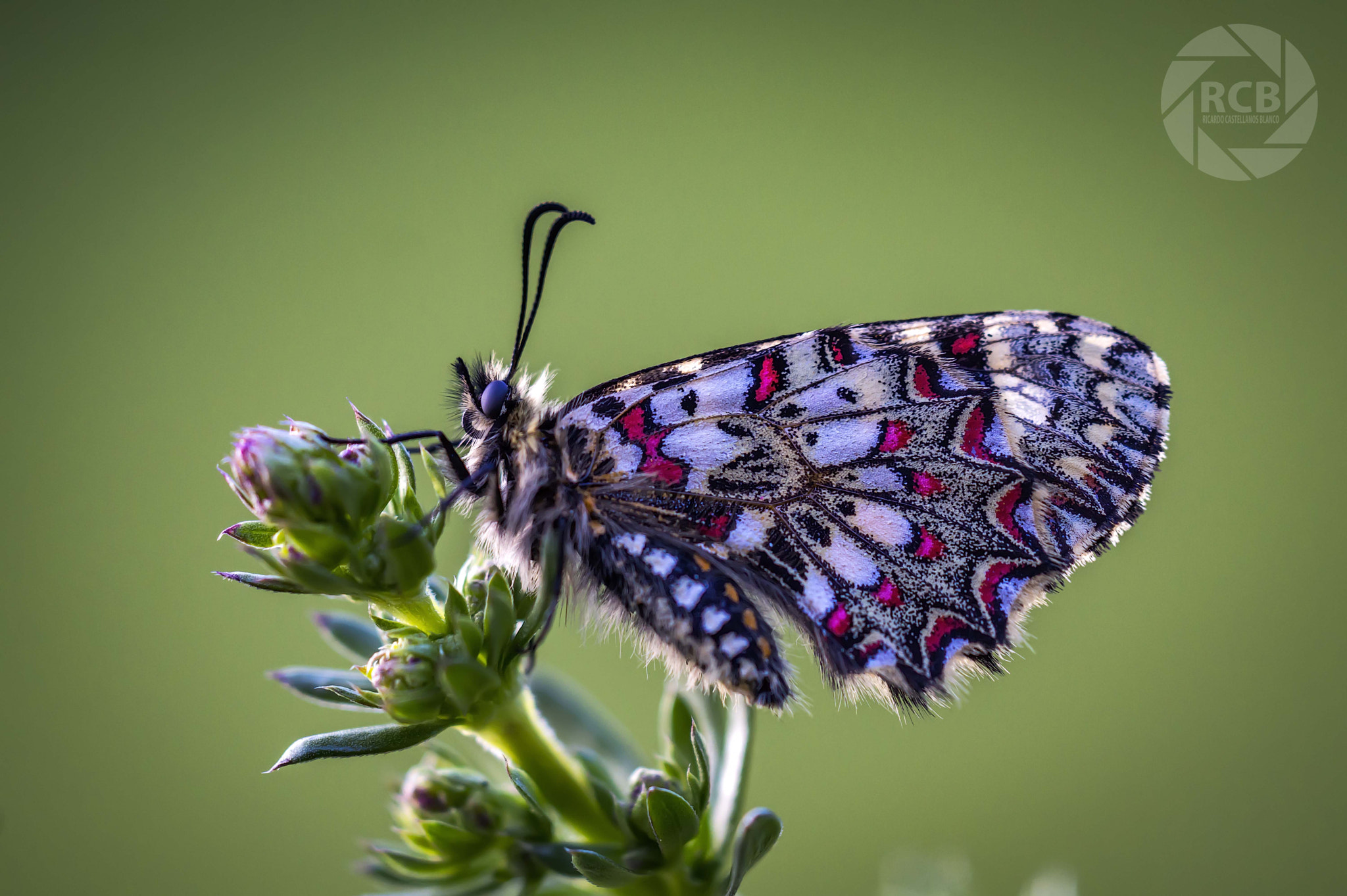 Sigma 180mm F3.5 EX DG Macro sample photo. Mis macros photography