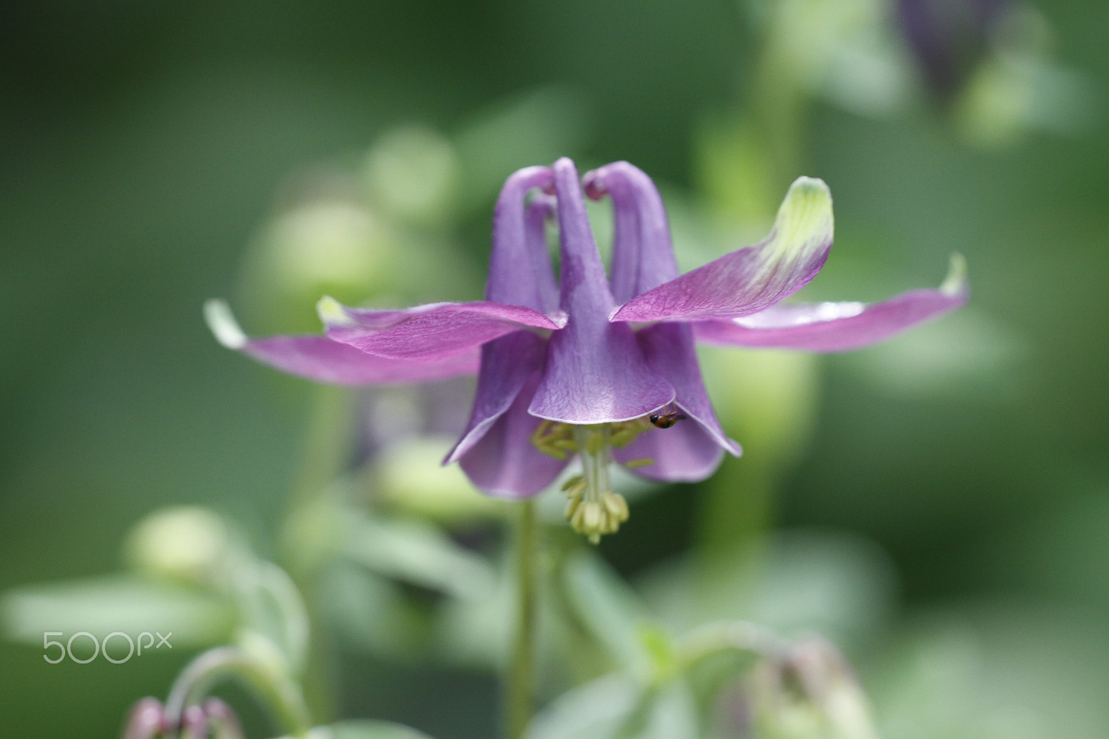 Sigma APO Macro 180mm F2.8 EX DG OS HSM sample photo. Aquilegia flower photography