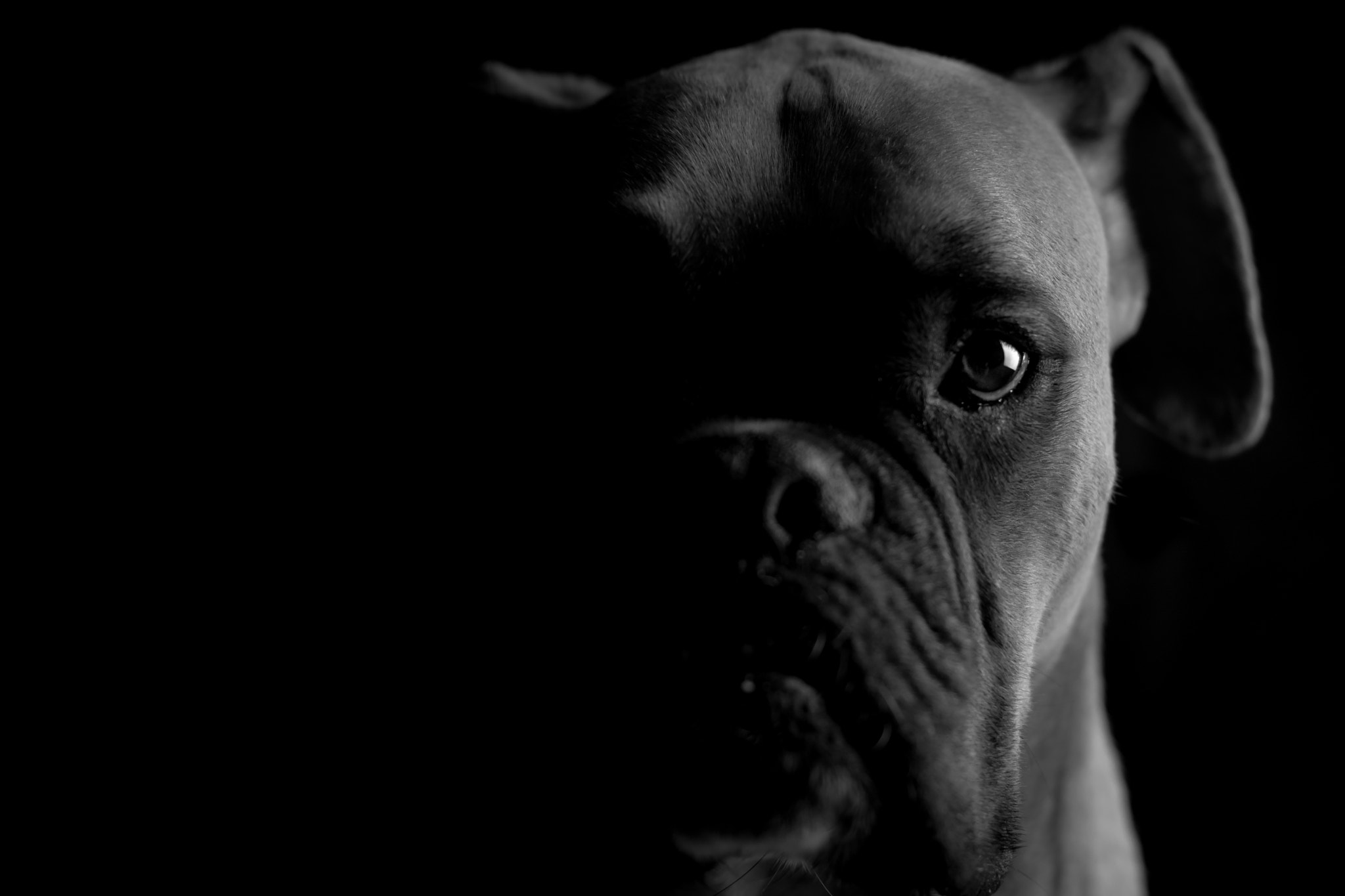 Canon EF 50mm F1.4 USM sample photo. Ozzie photography