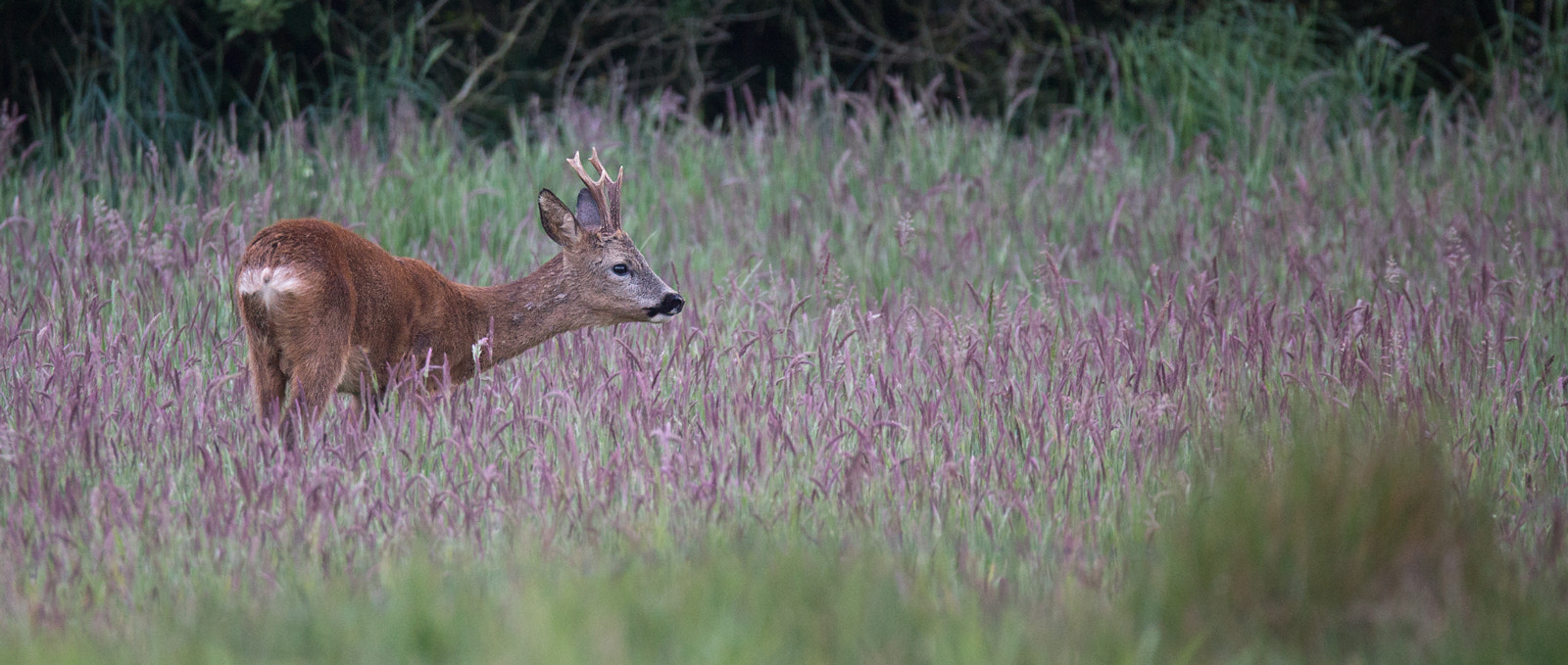 150-600mm F5-6.3 DG OS HSM | Sports 014 sample photo. In the field. photography