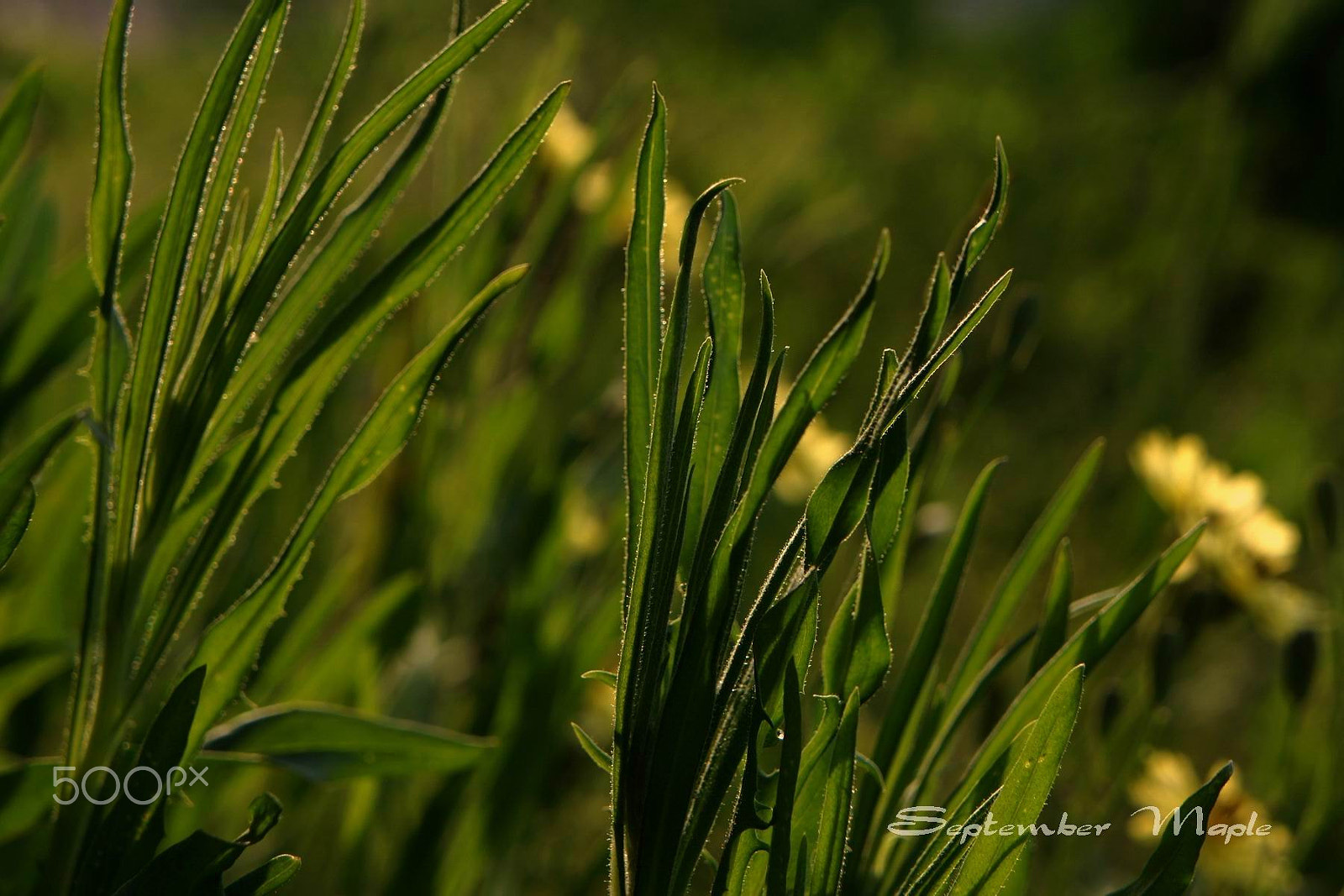 Sony NEX-5C sample photo. 野花小品 15 photography