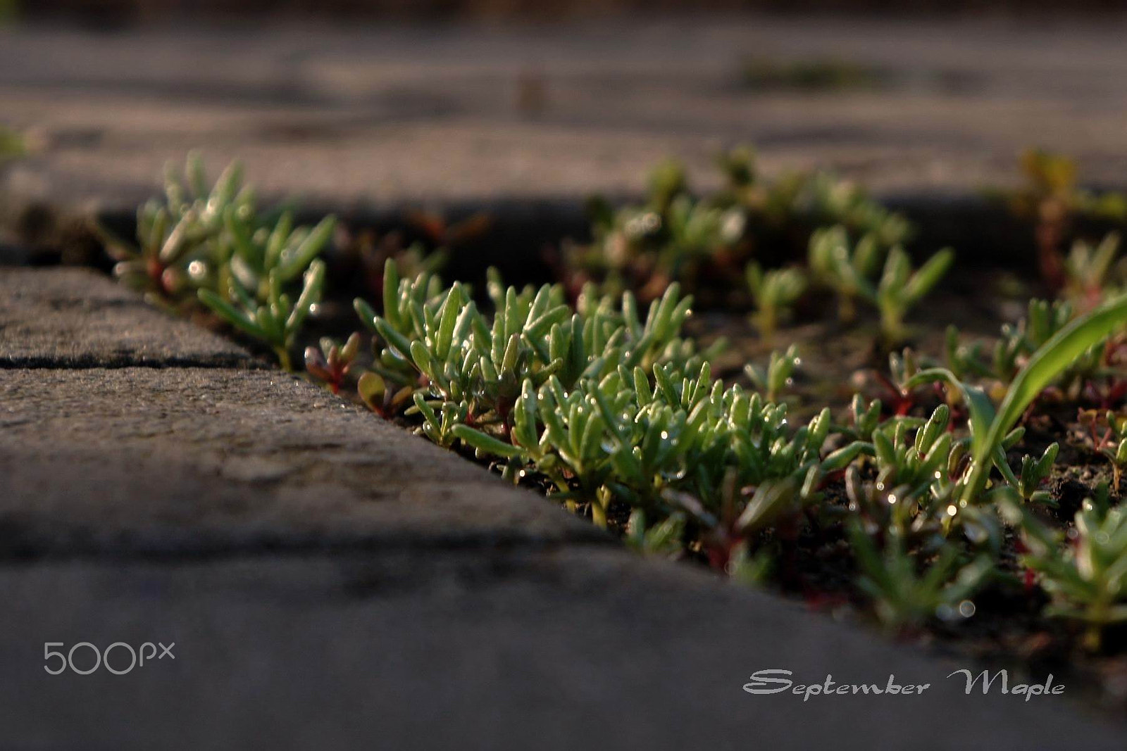 Sony NEX-5C sample photo. 野花小品 16 photography