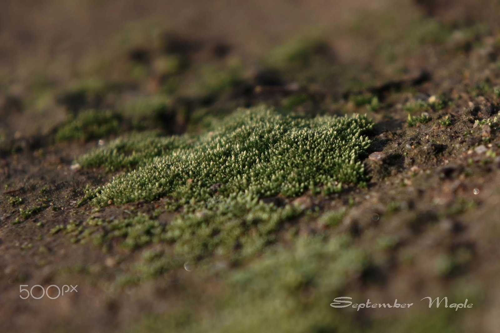 Sony NEX-5C sample photo. 野花小品 17 photography