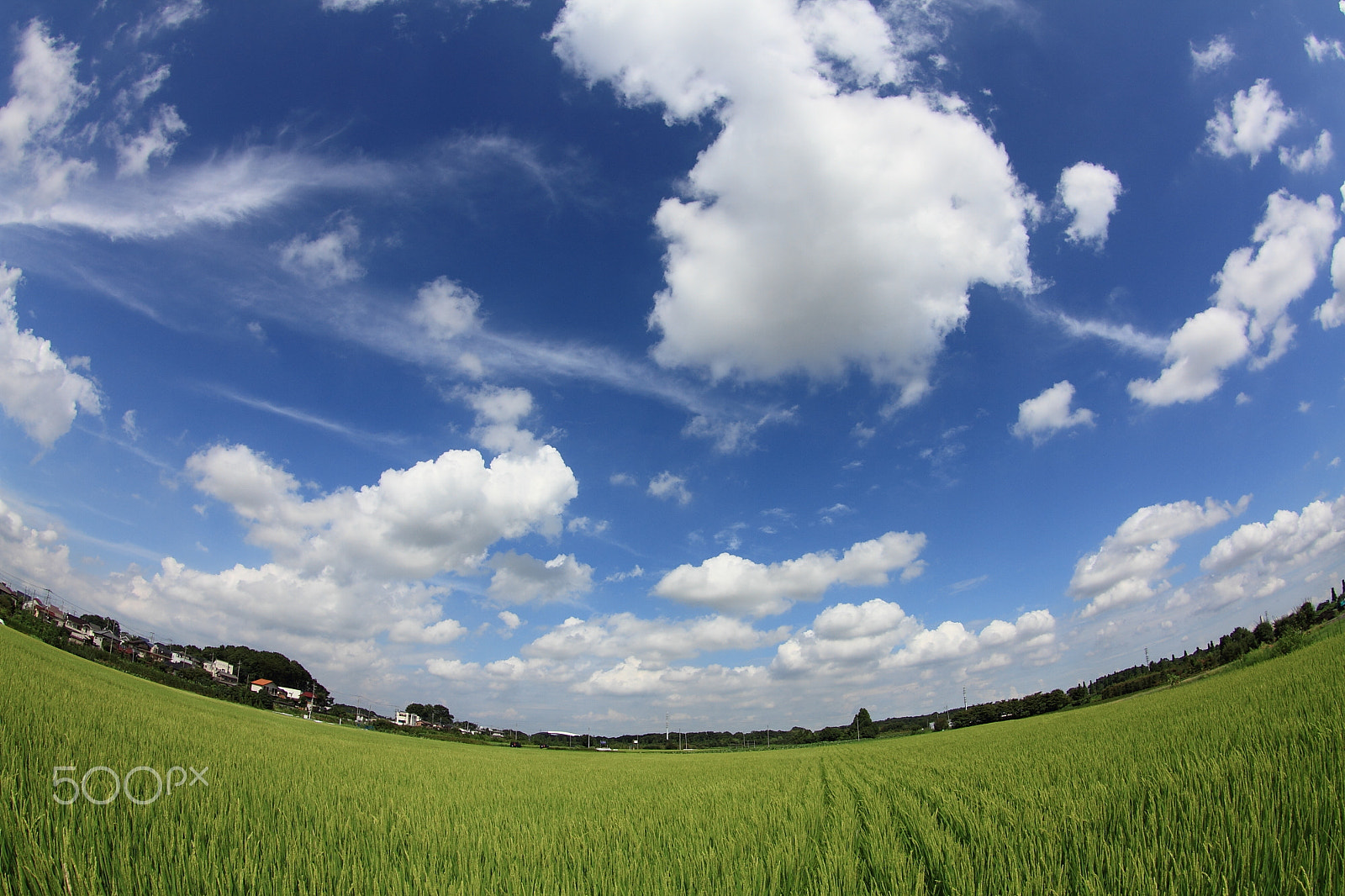 Canon 10-17mm sample photo. Paddy field photography