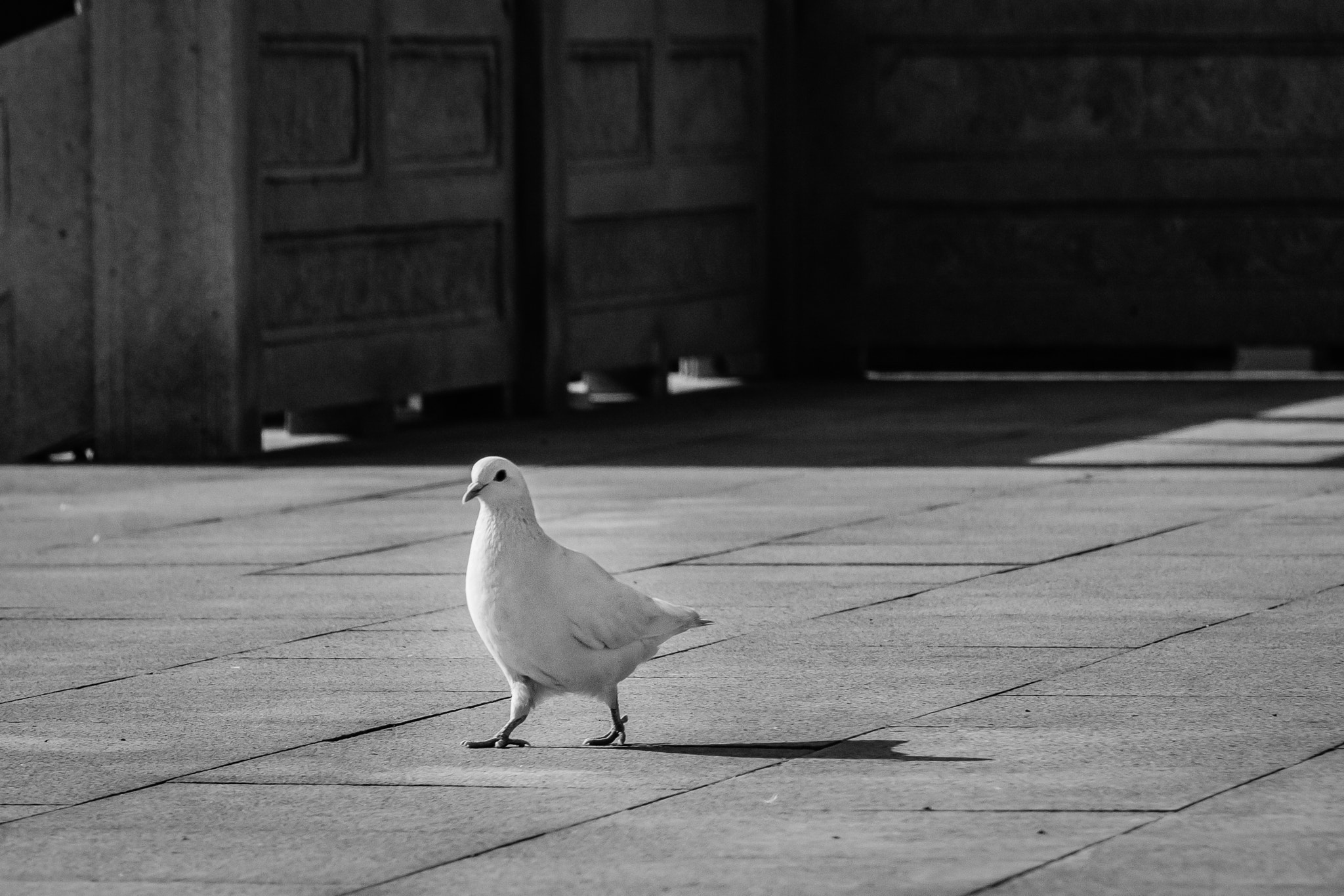 Canon EOS 40D sample photo. Walking dove photography