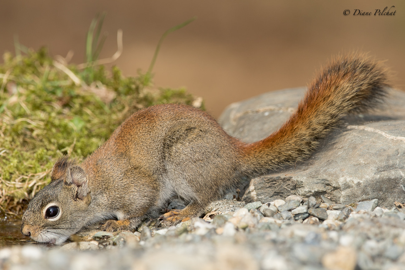 Canon EF 300mm F2.8L IS II USM sample photo. Squirrel photography