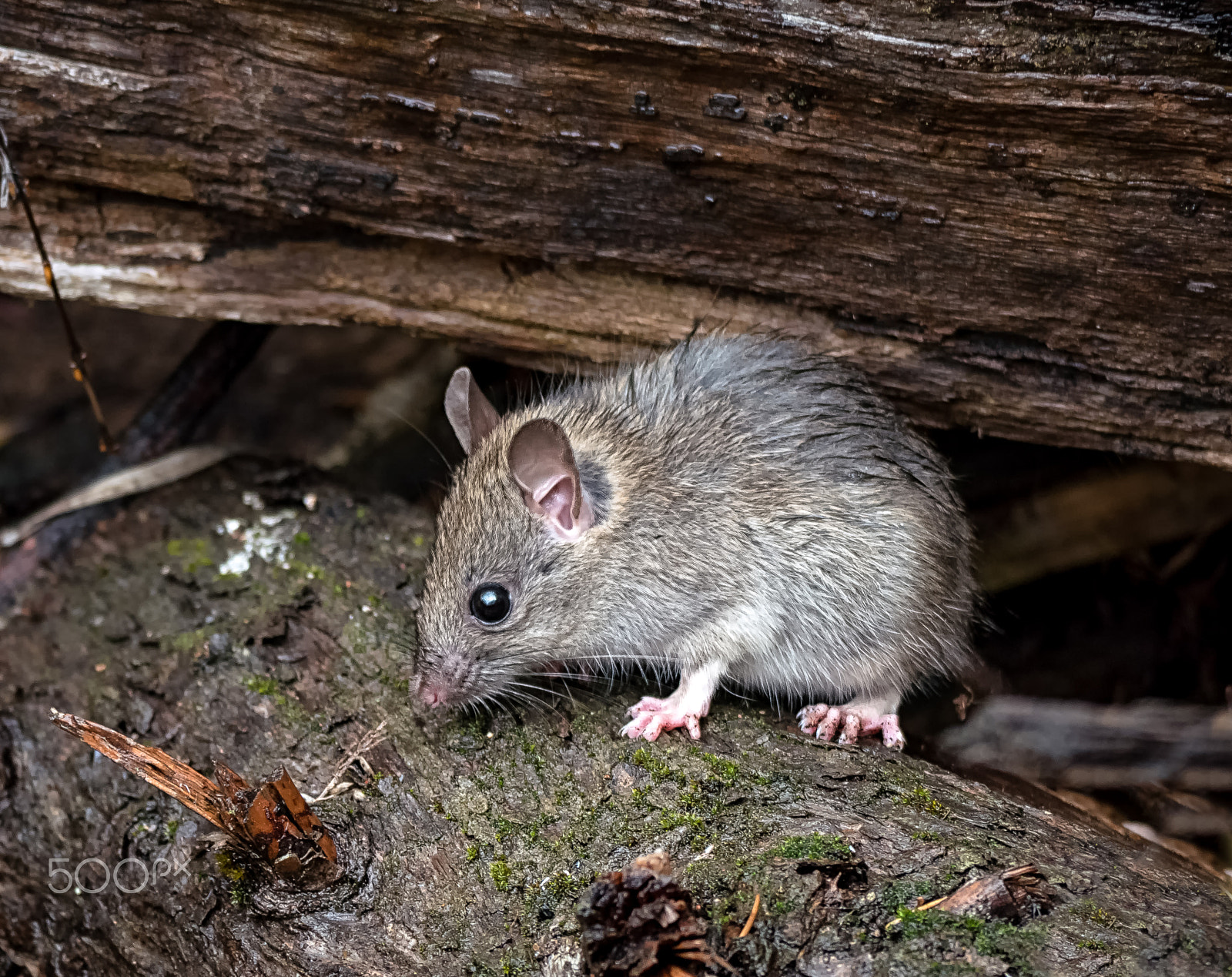 Panasonic Lumix DMC-GH4 sample photo. Wild mouse photography